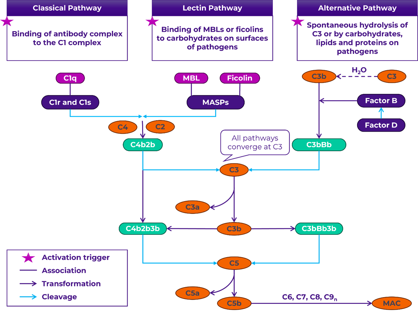 Emerging trends in complement therapeutics - Inizio
